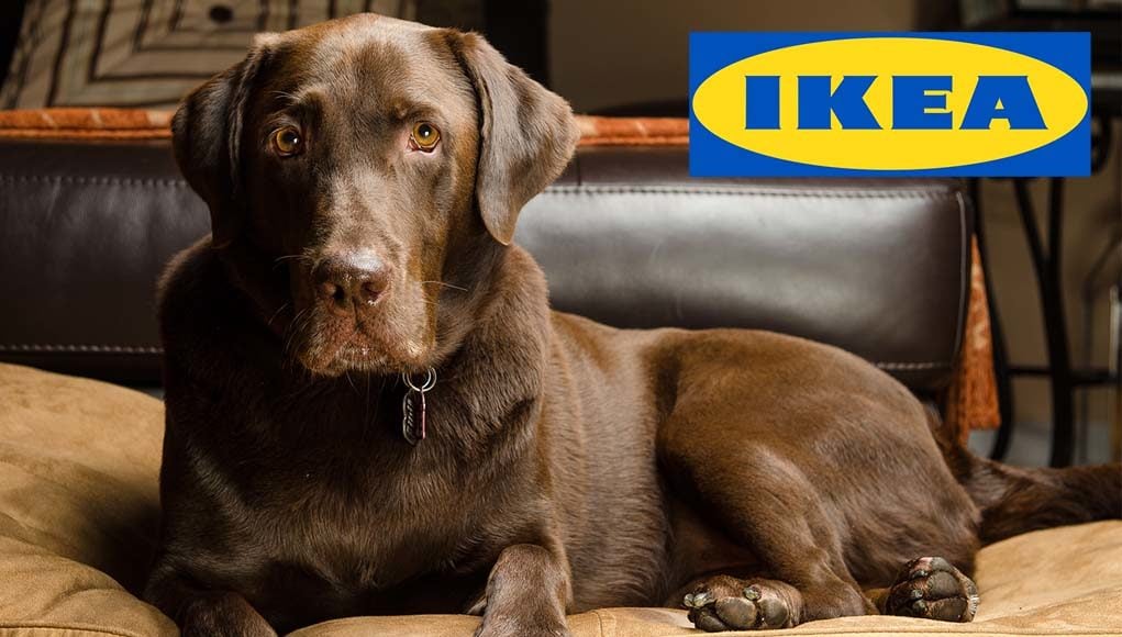 14 Best IKEA Dog Furniture Pieces and Other Items