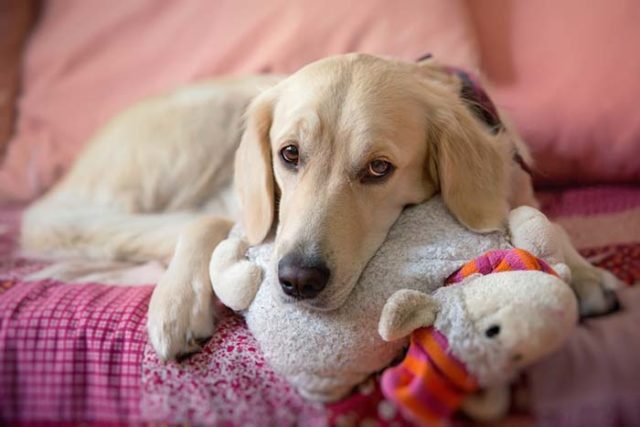 14 Toys Your Dog Is Guaranteed to Fall in Love With