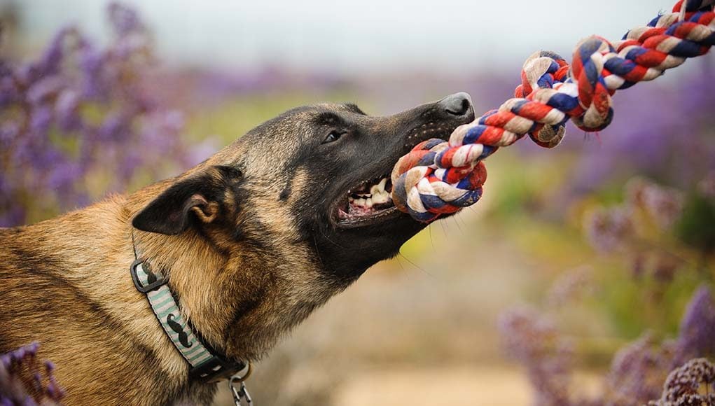 18 Dangerous Dog Supplies that Owners Often Have Problems With