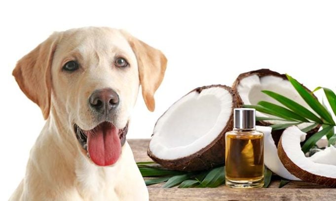 5 Oils That are Good for Your Dog