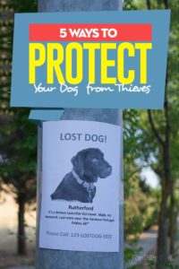 5 Ways to Protect Your Dog from Thieves