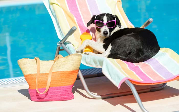 7 Best Dog Sunscreen Brands That Are Safe and Effective