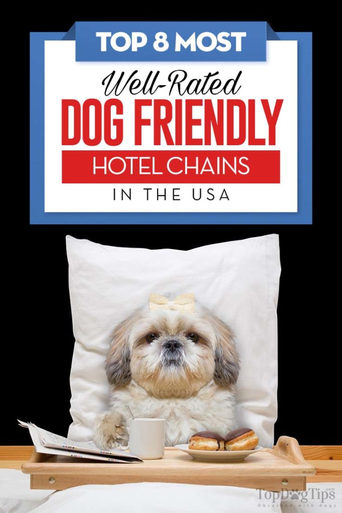 8 Dog Friendly Hotels USA