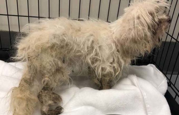 Abandoned Senior Maltese Dog Slowly Recovers from Years of Neglect