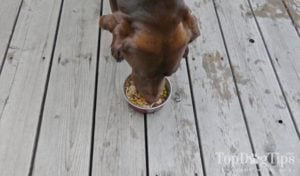 homemade dog food