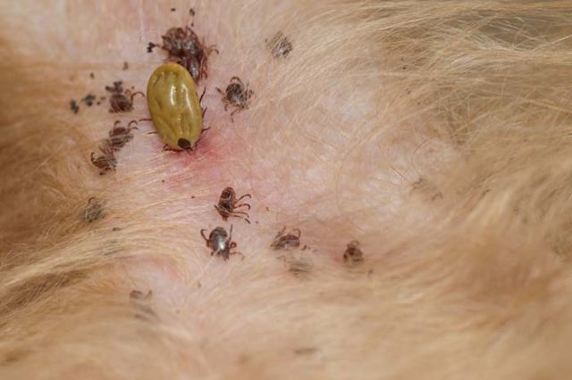 Chronic Kidney Disease Risk In Dogs Increases With Tick Exposure