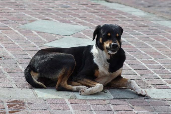 Clever Dog Begs Money from People So He Can Buy Sausages