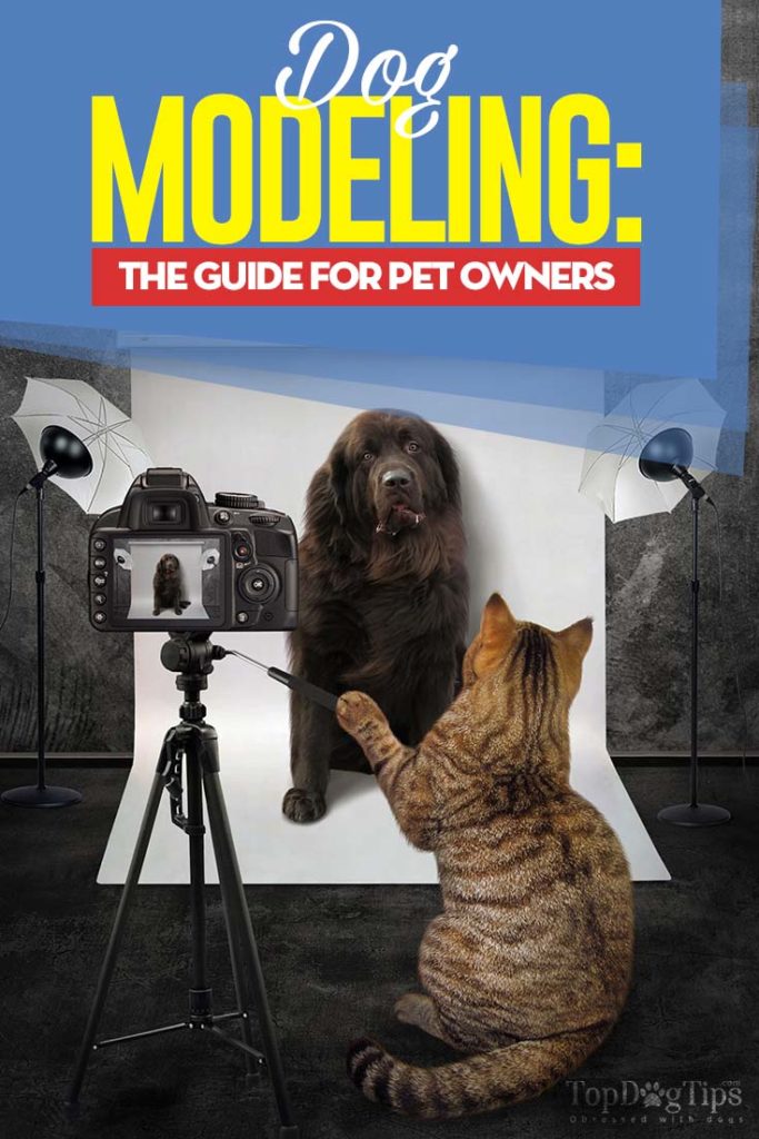 Dog Modeling and Acting - The Ultimate Guide