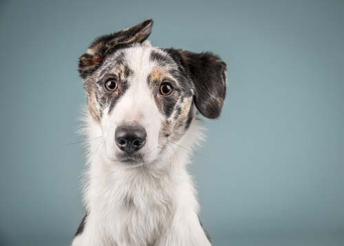 Dog modeling headshot example