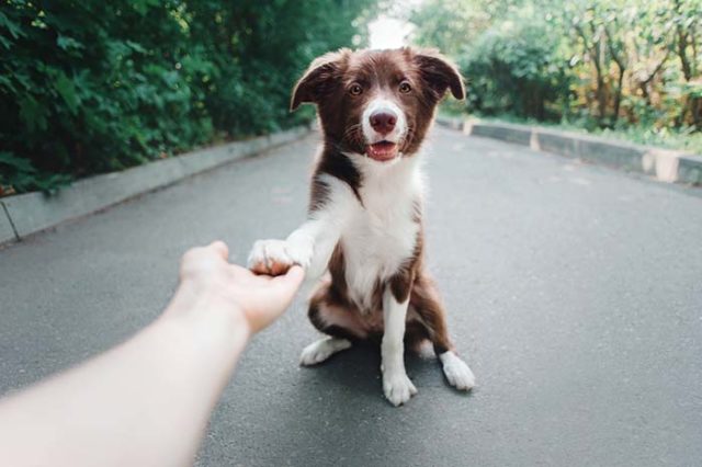 Empathetic Dogs Rush to Help Their Distressed Humans featured image