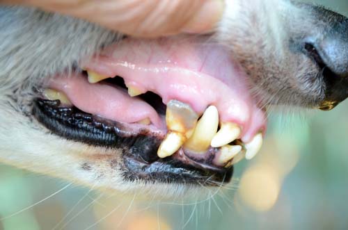 Gingivitis in dogs