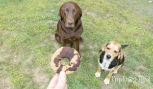 Homemade Doggy Donut Treats