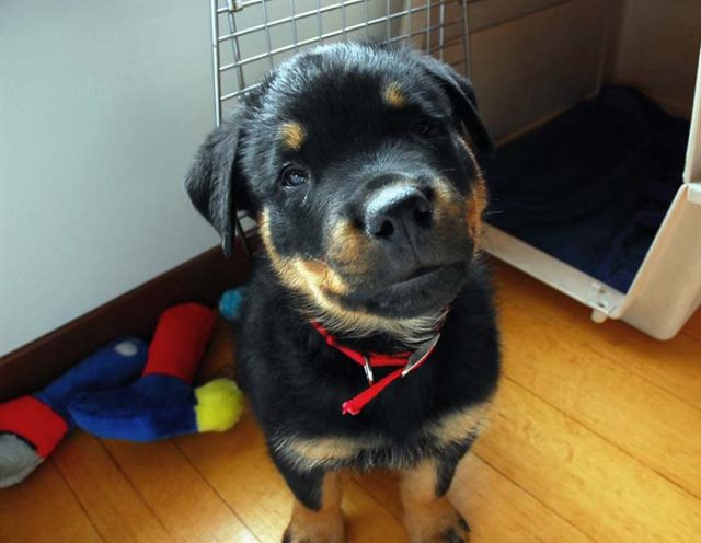 How to Make a Dog Crate Look Like Furniture