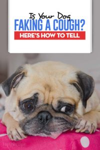 Is Your Dog Faking a Cough - Here’s How to Tell