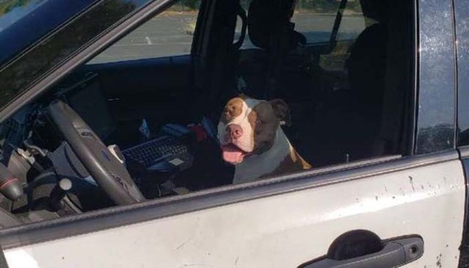 Lost Dog Asks Police for Help and They Assist in Finding Her Family