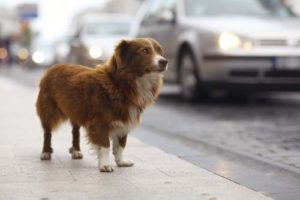 Lost Dogs are More Likely Get Home Thanks to Social Media