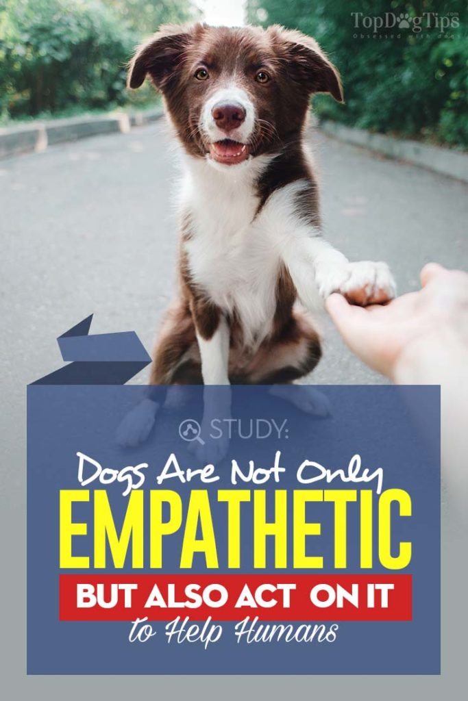 New Study - Empathetic Dogs Rush to Help Their Distressed Humans