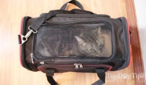 Pet Peppy Airline Approved Expandable Pet Carrier