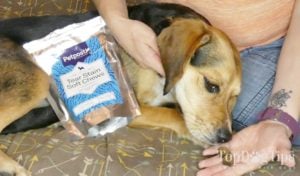 Petpost! Dog Tear Stain Remover and Ear Cleaner