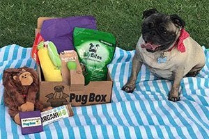 Pug Box dog subscription box