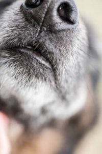 Reasons to Adopt a Senior Dog