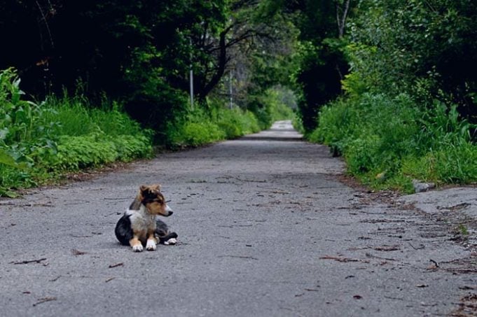 Runaway Dog Overwhelmed With Joy After Reuniting With Owner