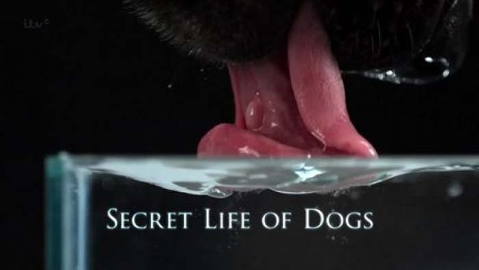 Secret Life of Dogs dog documentary