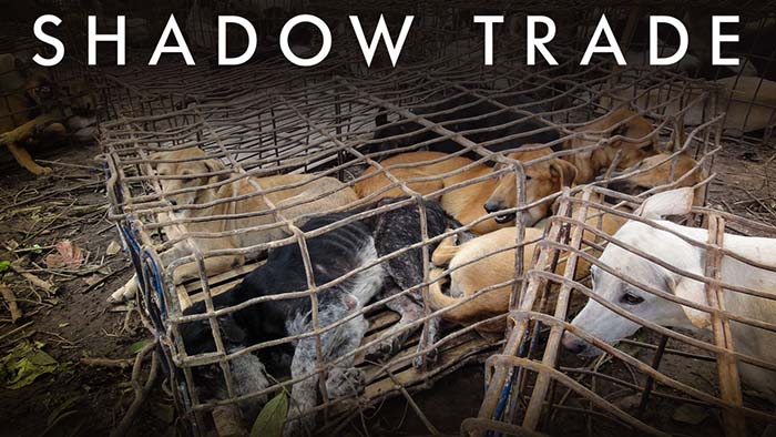 Shadow Trade dog documentary