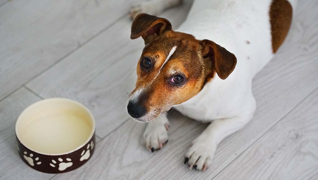 The Best Low Protein Dog Food for Kidney and Liver Health