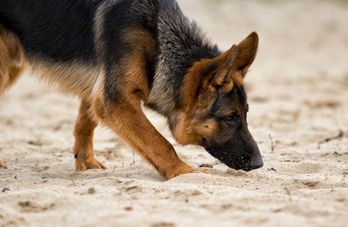 The Value of Letting Your Dog Stop and Sniff During Walks