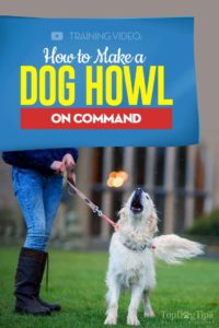 This is How to Make a Dog Howl on Command