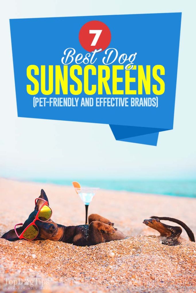 Top Rated Best Dog Sunscreen Brands That Are Safe and Effective