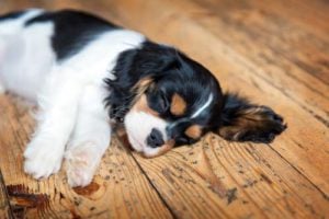 Veterinary Care for Dog Muscle Spasms