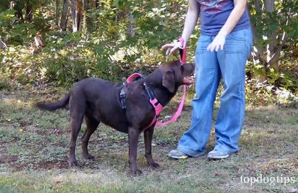 You Can Train the Dog to Poop on Command