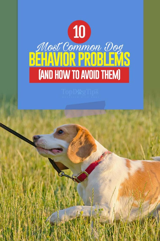 10 Dog Behavior Problems