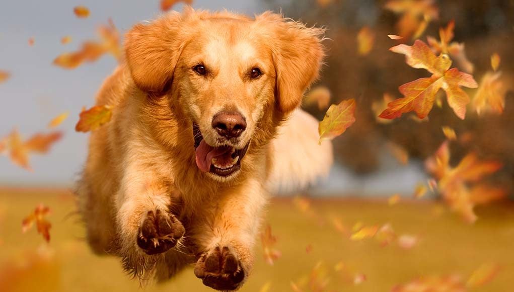 10 Unique Things to Do With Your Dog this Fall