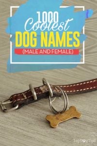 1000 Most Cool Dog Names (male + female)