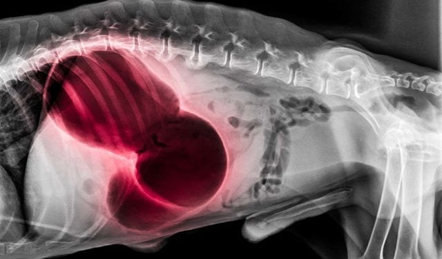 11 Stomach Problems in Dogs - How to Prevent and Treat Them