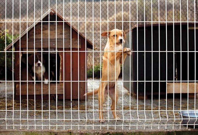 13 Reasons Why Dogs End Up in Shelters