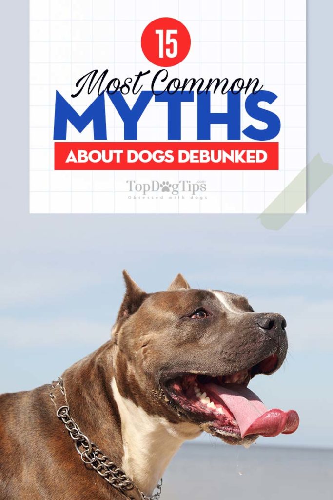 15 Crazy Dog Myths