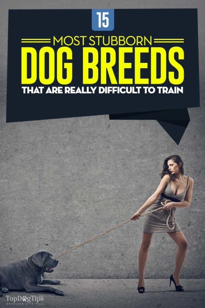 15 Stubborn Dog Breeds That Are Very Difficult to Train