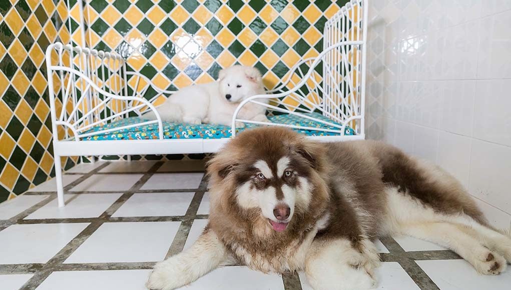 15 Things to Know About Dog Hotel Before You Leave Your Pup There