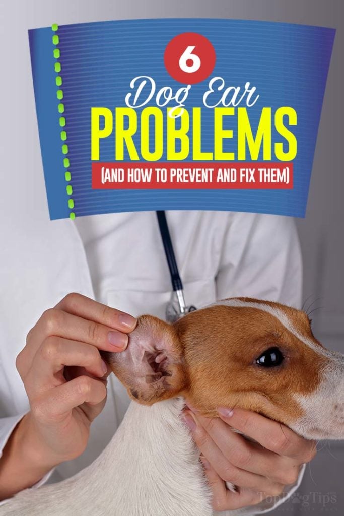 6 Most Common Dog Ear Problems with Pictures