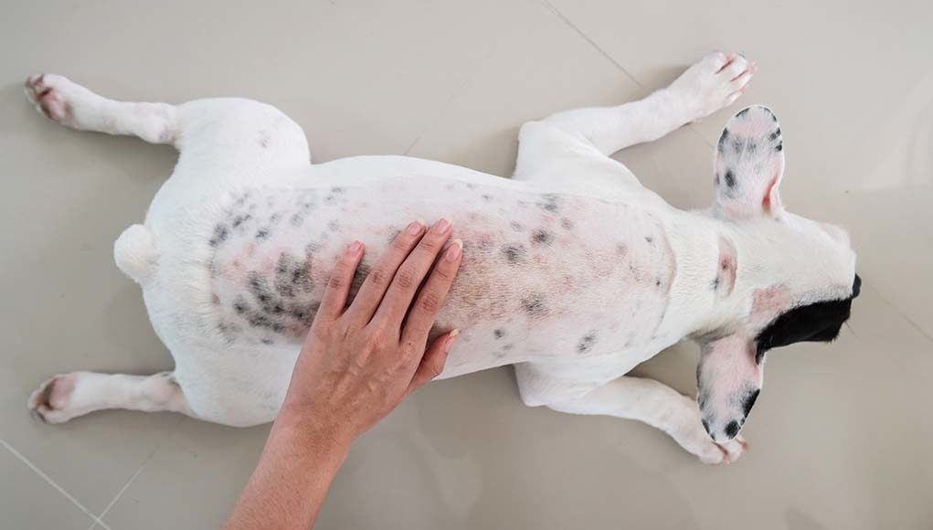 9 Common Dog Skin Problems with Pictures (Prevention and Treatment)