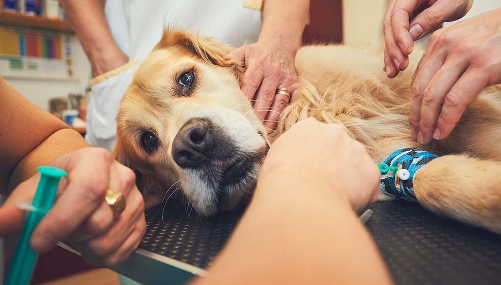 9 Emergency Dog Health Problems That Cannot Be Delayed