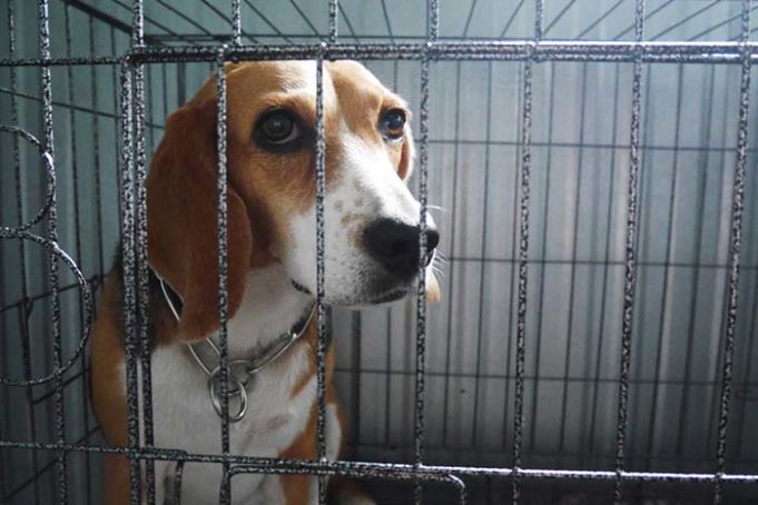 A Timeline of How Beagles Were Used in Lab Experiments