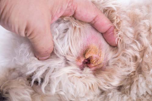 A close-up of dog ear hematoma