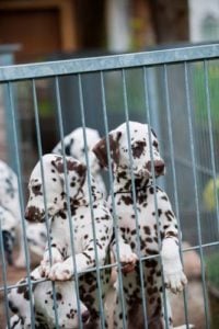 Advantages of Adopting Dogs from Reputable Breeders