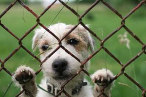 Animal Cruelty at Puppy Mills