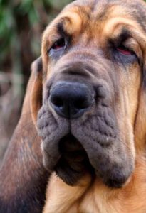 Bloodhound sense of smell